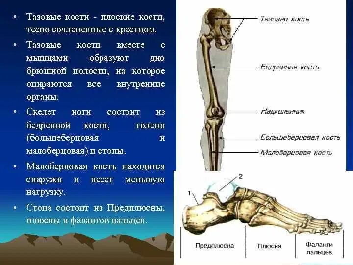 Самая крупная кость поясов конечностей. Строение скелета пояса нижних конечностей. Скелет тазового пояса и свободной нижней конечности. Скелет нижней конечности пояс нижней конечности. Тазовая кость и скелет свободной части нижней конечности.