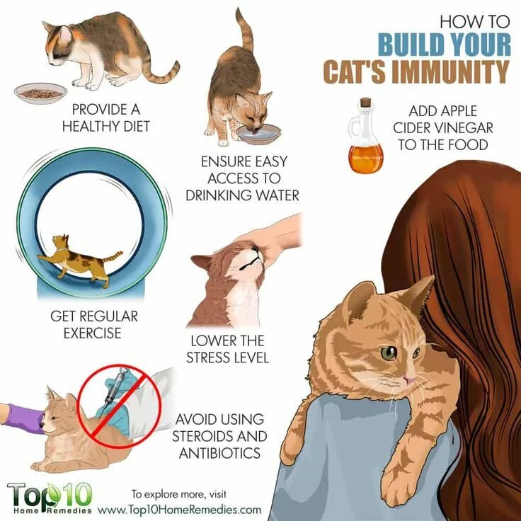 How to Pet your Cat. Immunity Cat. Build a Cat. Build a pet