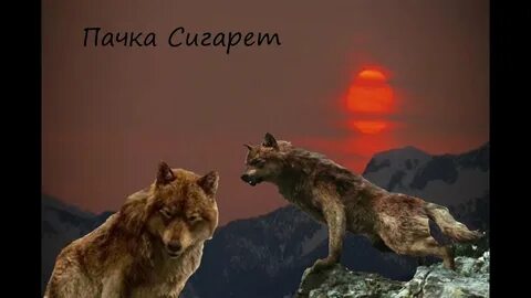 Слушать песни волки ауф