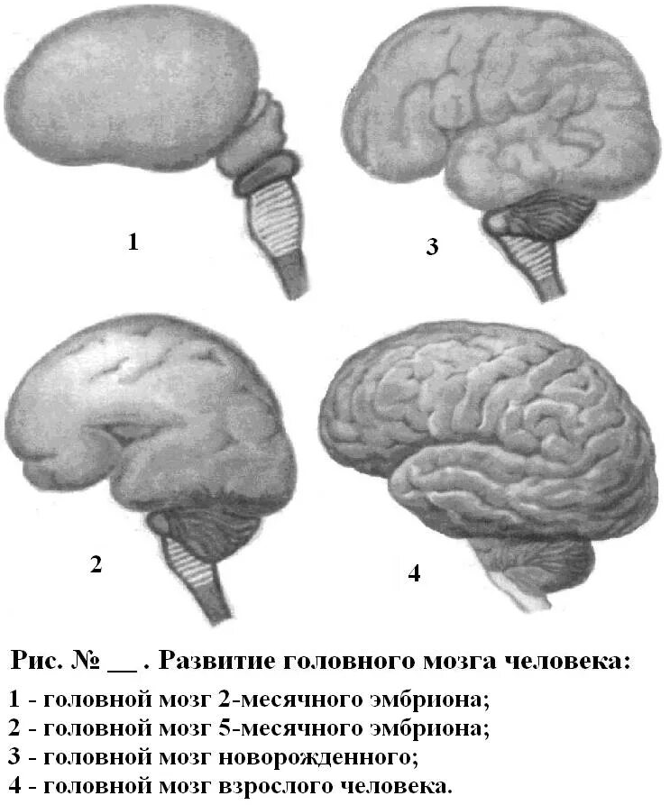 Головной мозг. Мозг новорожденного и взрослого. Формирование головного мозга. Нарушение развития головного мозга