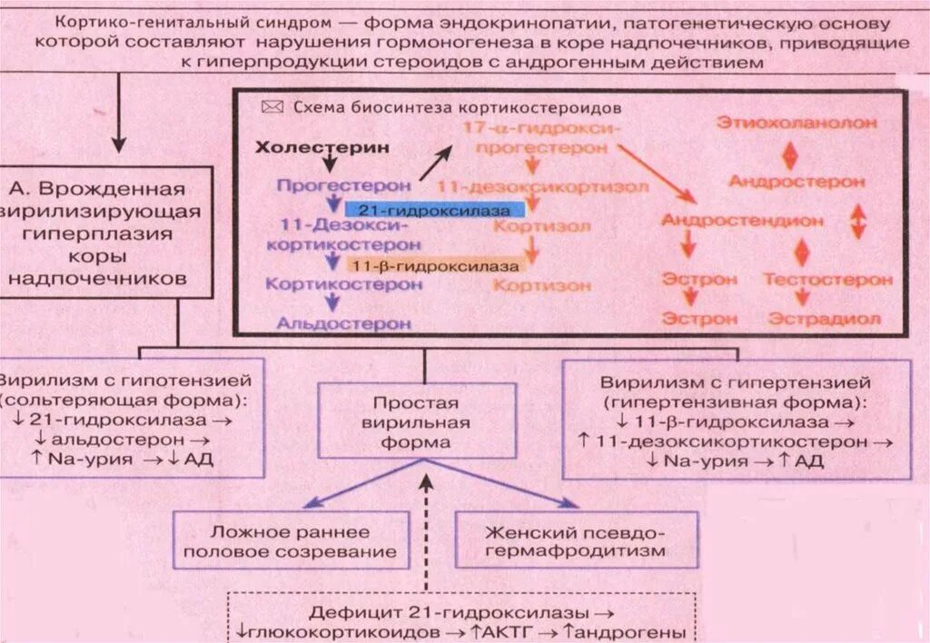 Умирают ли от эндокринопатии. Гиперфункция надпочечников патогенез. эндокринопатии надпочечников. типовые формы патологии надпочечников. нарушение функций половых желез.