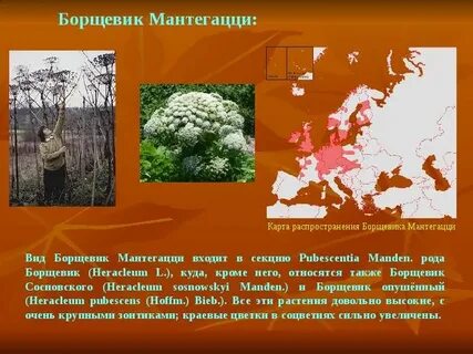 Карта борщевика сосновского