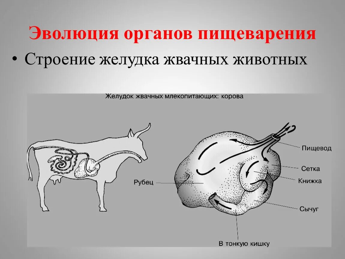 Пищевод млекопитающих. Строение пищеварительной системы жвачных животных. Строение многокамерного желудка жвачных. Строение многокамерного желудка КРС. Пищеварительная система млекопитающих жвачных животных.