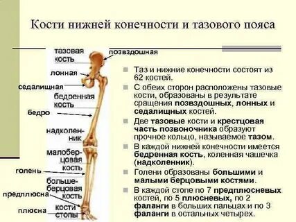 Что относится к тазовому поясу
