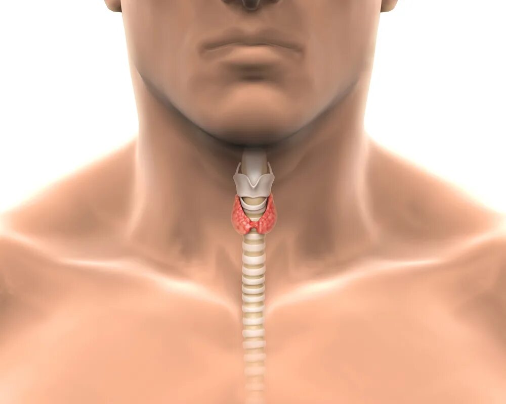 Зоб щитовидной железы и кадык. Щетовидная железа у му.