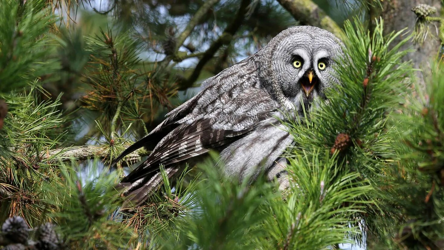 Ушастая сова. Обыкновенный глухарь. Таежный рябчик. Лесная неясыть. Птицы сибирской тайги.