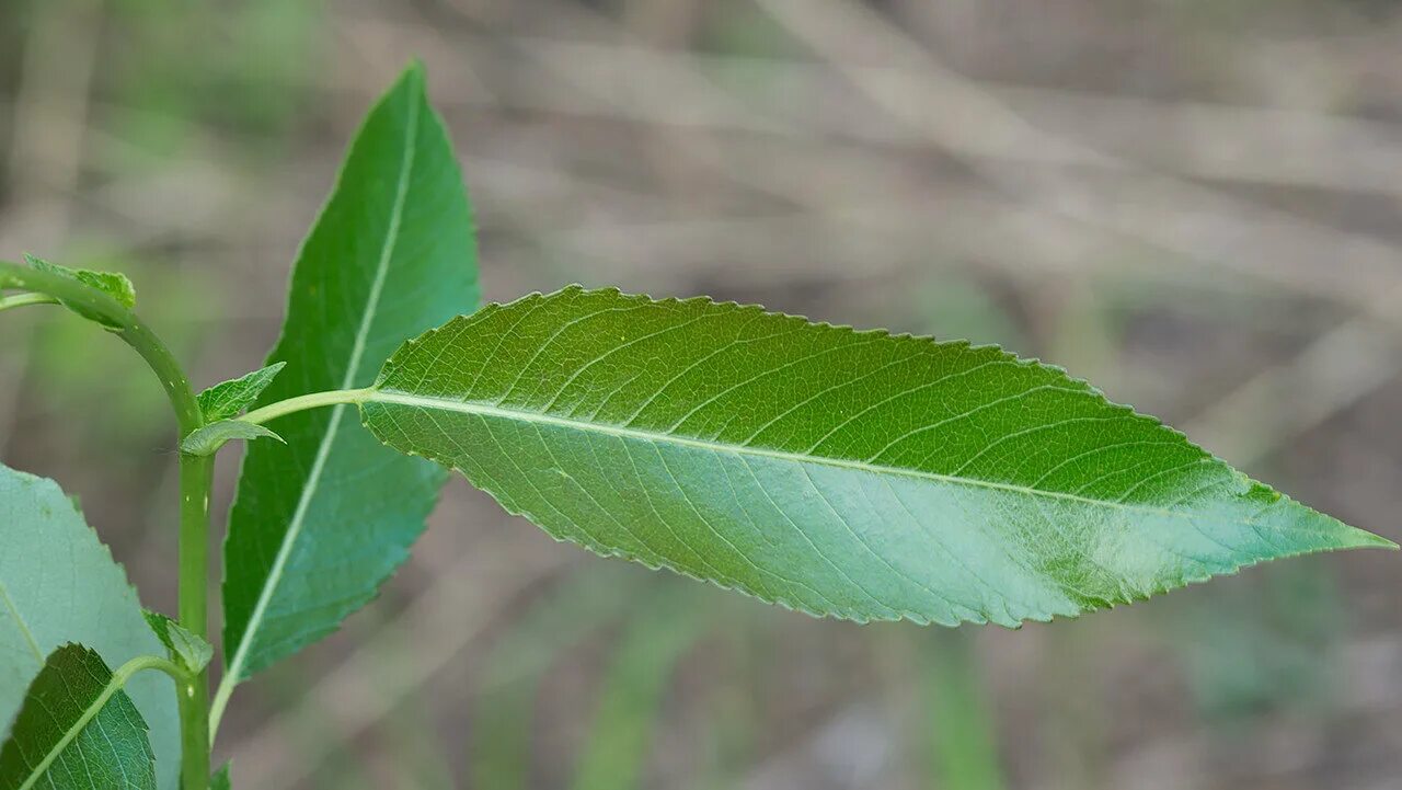 Salix трехтычинковая. Salix triandra l.. Ива трехтычинковая. Ива трехтычиночная листья. Форма листа ивы