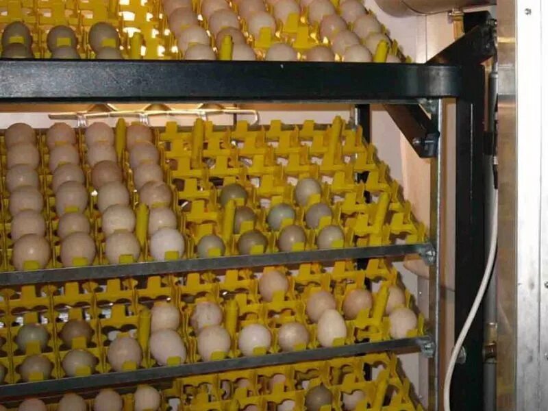 Каким концом закладывать яйца. Инкубатор Птицевод. Технология инкубации яиц сельскохозяйственной птицы. Инкубатор Жужа. Инкубация страусиных яиц влажность.