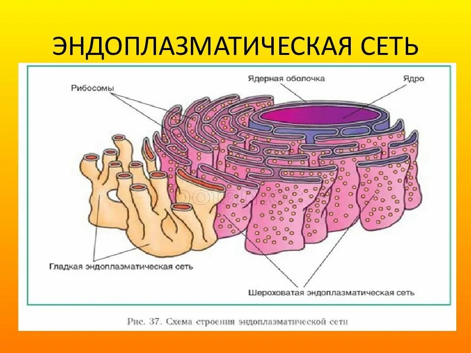 ЭПС гистология строение. Шероховатая ЭПС строение. Эндоплазматическая сеть строение. Канал эндоплазматической сети