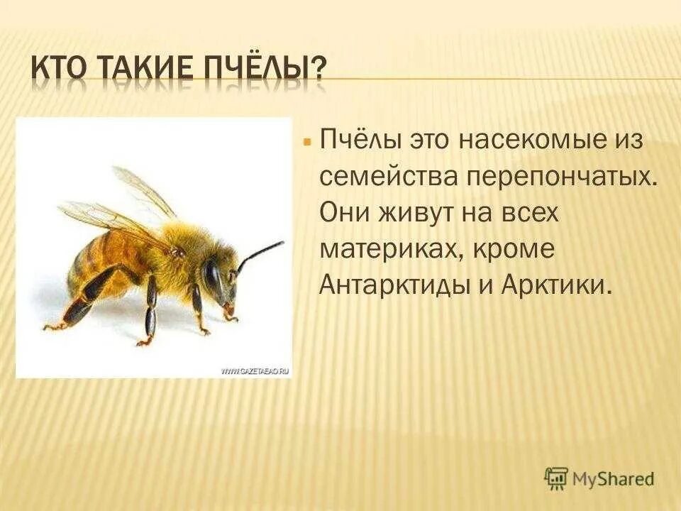Информация о пчелах 2 класс окружающий. Тема пчел для презентации. Небольшой рассказ о пчеле. Доклад о пчелах. Пчела для презентации.