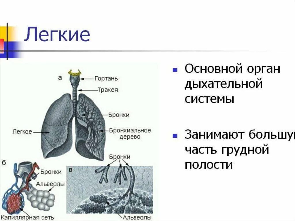 Много информации о легких. Дыхательная система органов дыхания биология 8 класс. Органы дыхания 8 класс биология. Органы дыхательной системы 8 класс. Дыхательная система органов дыхания 8 класс.