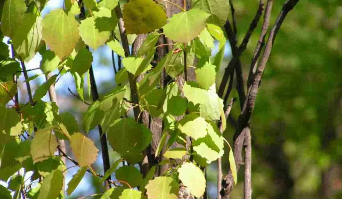 Тополь дрожащий осина. Осина (Populus tremula). Тополь дрожащий (Populus tremula). Осина обыкновенная (Populus tremula). Осина в какой природной