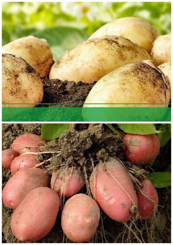 Нужно ли поливать картошку. Картофель. Удобрение для картофеля. Удобрения для урожая картофеля. Подкормить картофель.