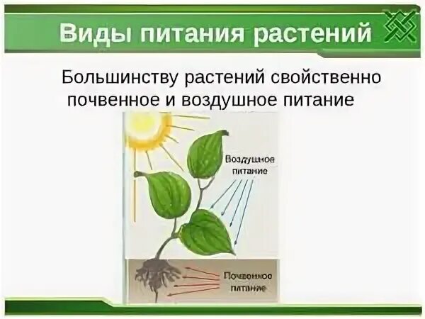 Как называется процесс воздушного питания. Почвенное и воздушное питание растений. питание растений биология. минеральное и воздушное питание растений. схема питания растений.