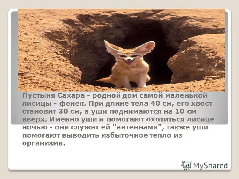 финвал животное красной книги. представители усатых китов. расселение животных по природным зонам. синий кит место обитания. сообщение про кашалота.