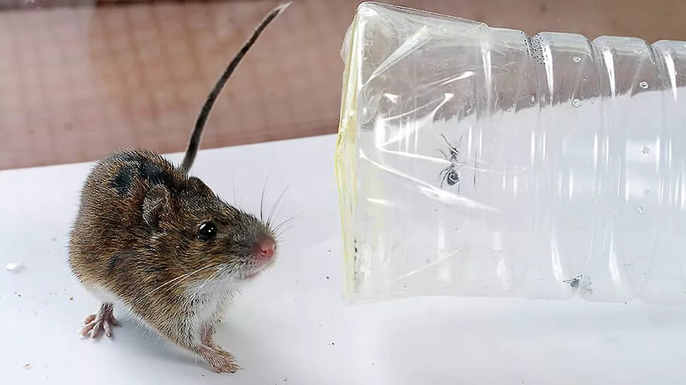 Почему мышь назвали мышью. Этология мыши. Нашествия грызунов Саратовская область. Мышь в библиотеке.