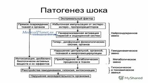 Патогенез травматического шока