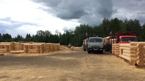 Сямженский лес