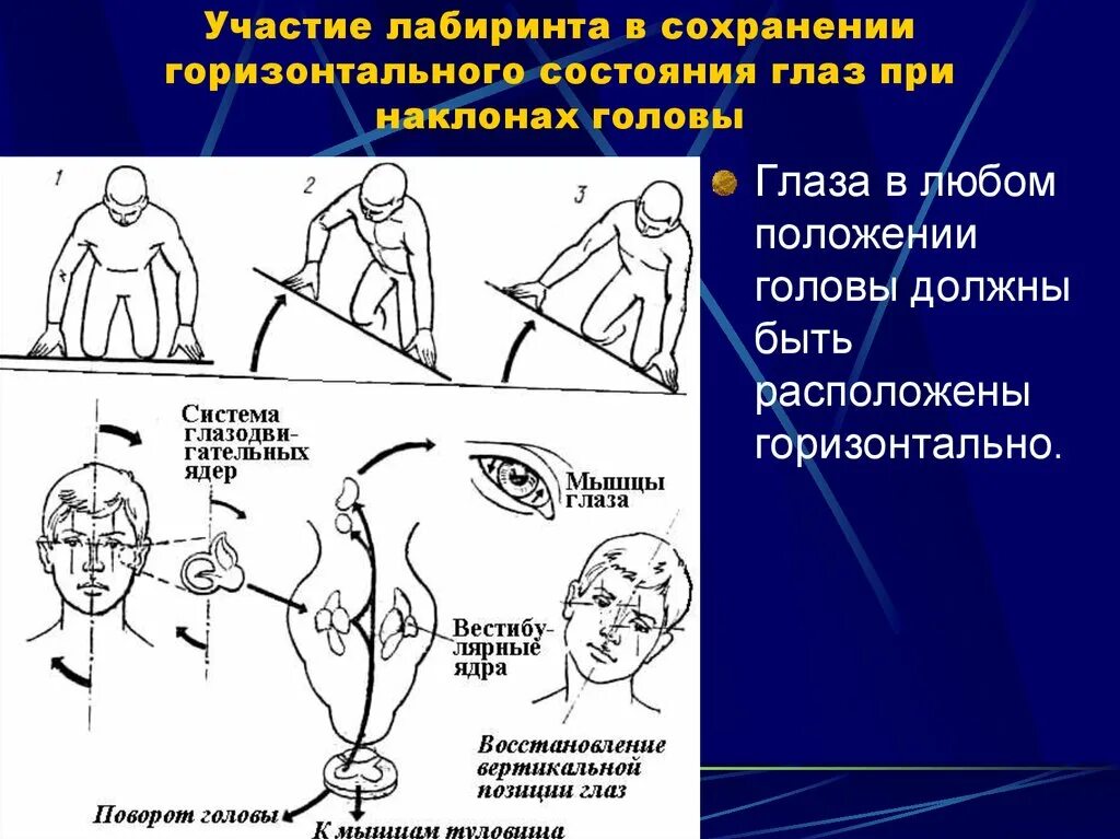 Положение затылка. Голова в горизонтальном положении. При наклоне головы. Моторные движения. Вертикальное положение головы.