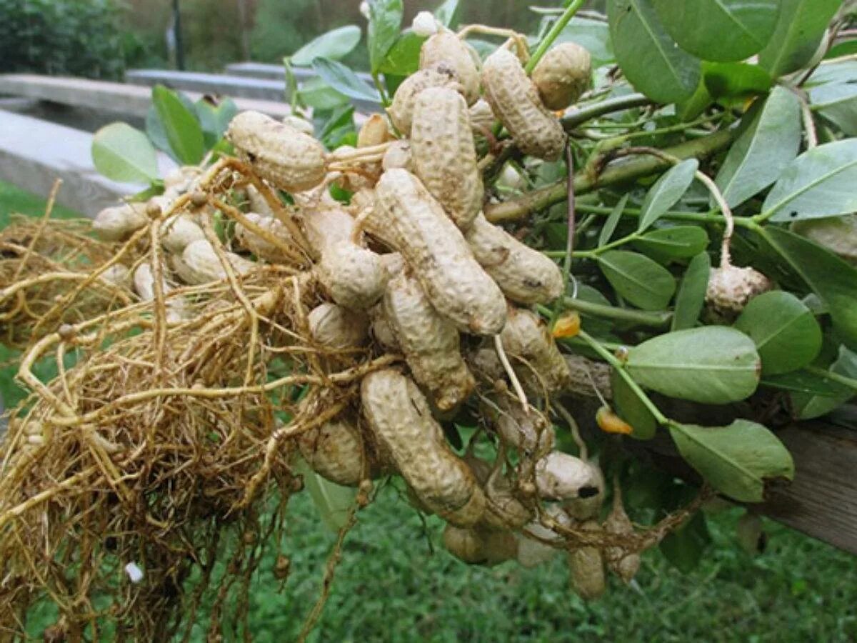 Земляной орех арахис. Сорт арахиса краснодарец. Бамбарский Земляной орех. Арахис дерево. Арахис орех или боб