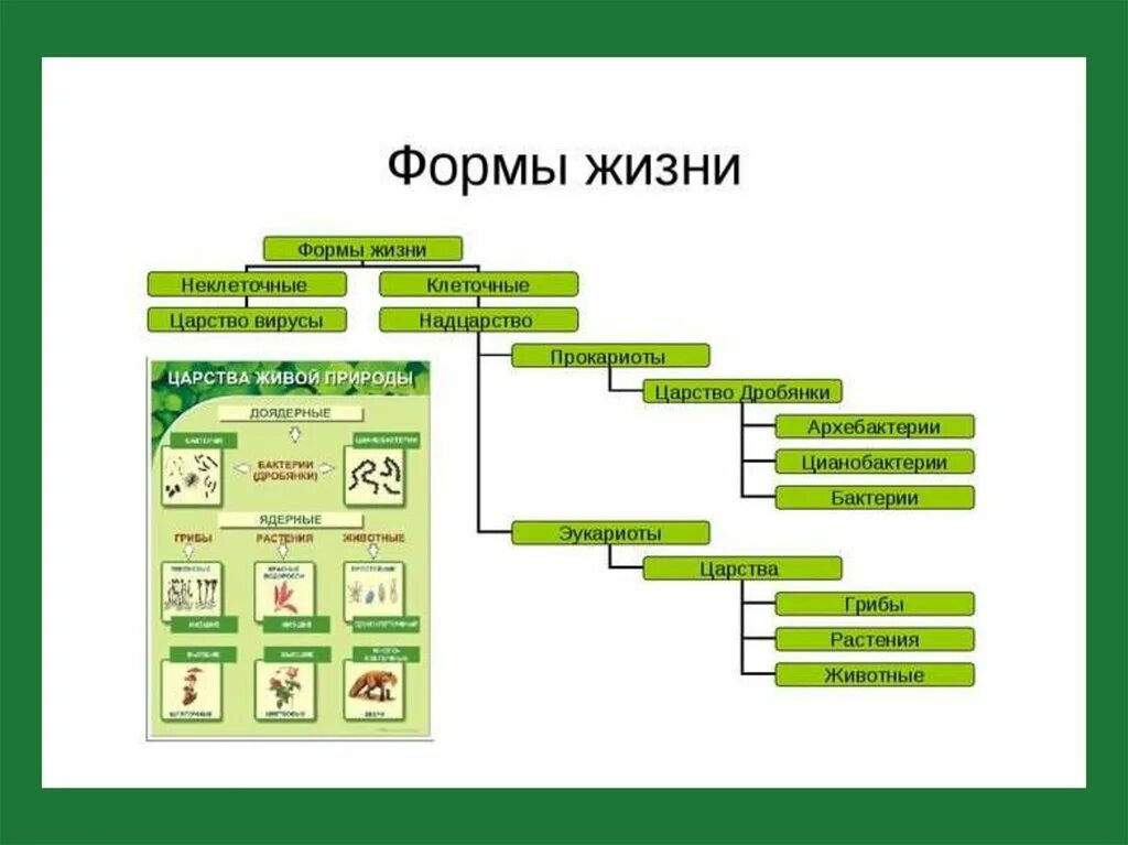 Классификация форм жизни