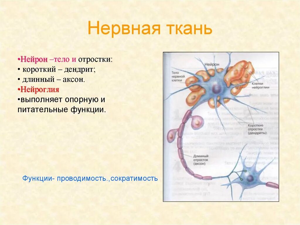 Нервная ткань. Tyhdyfz ткань. Функции нервной ткани. Расположение нервной ткани.