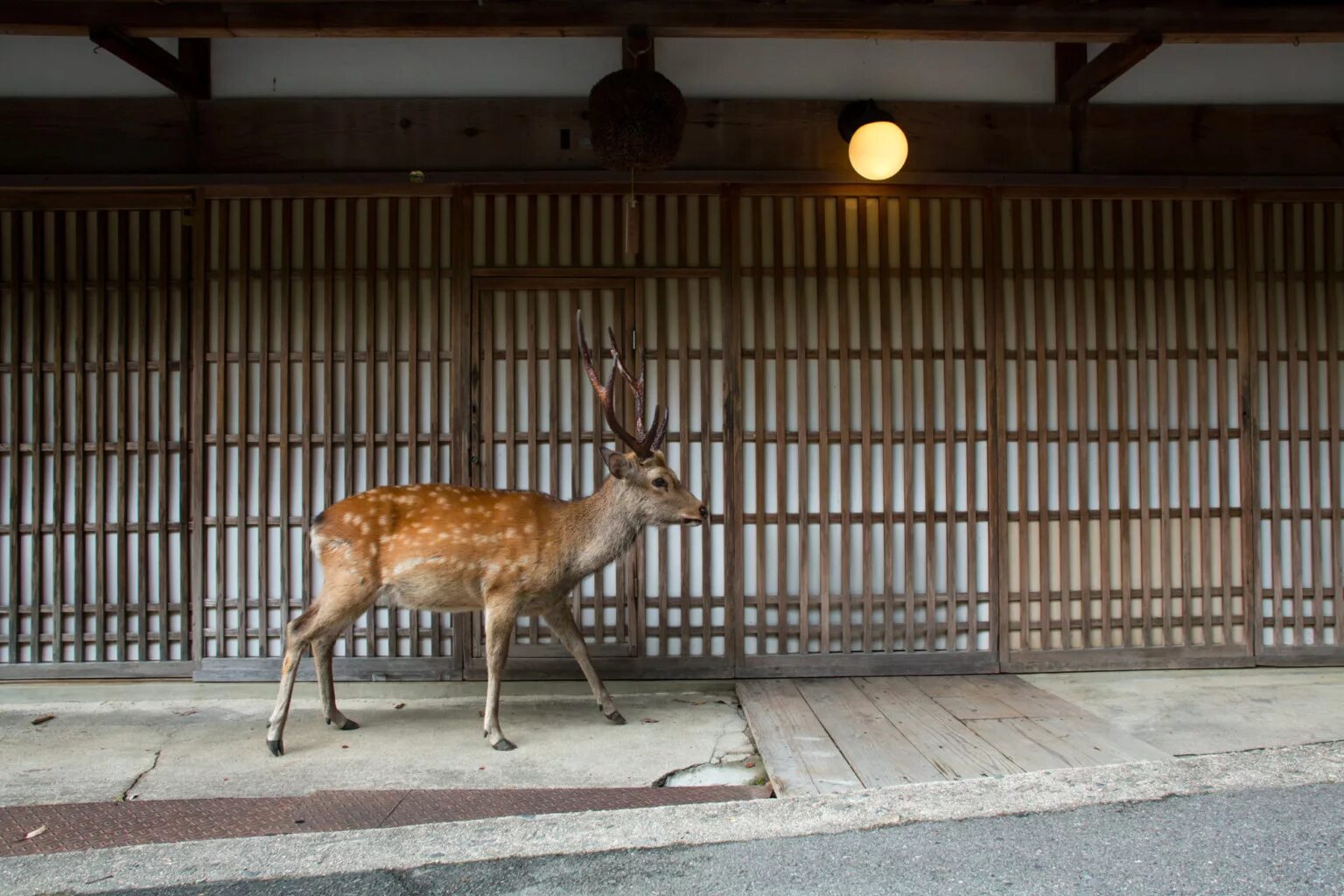 Описание северного оленя 2 класс. Роль оленя в жизни славян. Тотемные животные олень. Значение животного оленя. Доклад про оленя.
