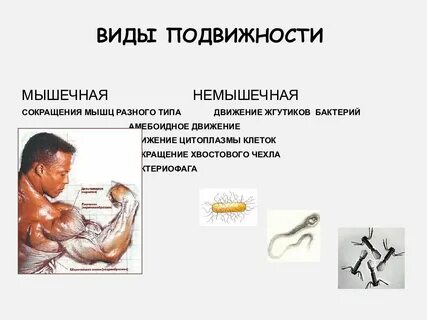Виды подвижности