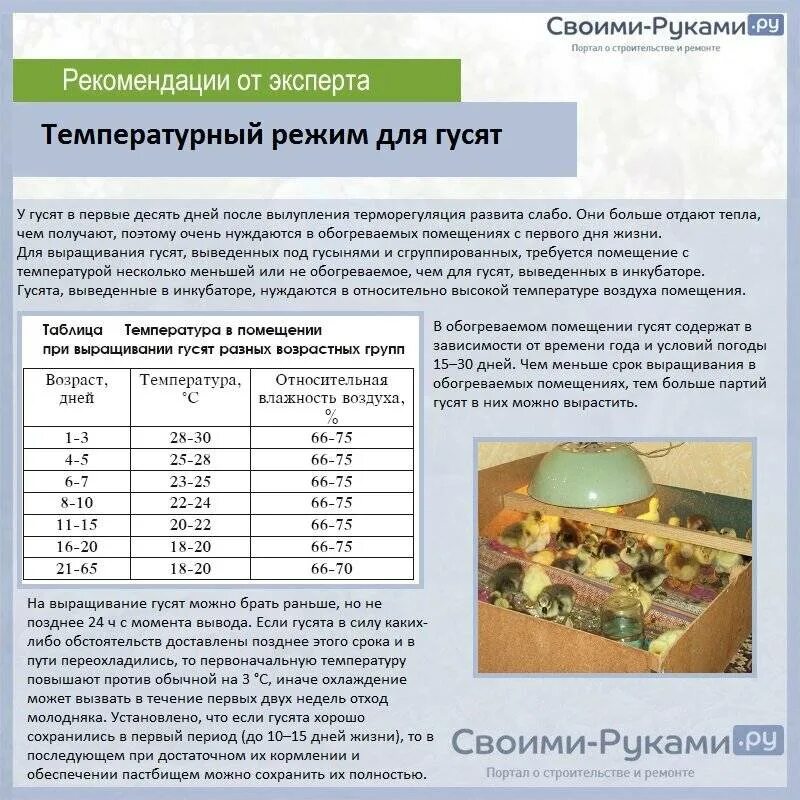 Чем кормить цыплят после вылупления из инкубатора. Температурный режим для вывода гусей в инкубаторе. Таблица вывода гусей в инкубаторе. Инкубатор Несушка для гусей таблица. Температурный график в инкубаторе для гусиных яиц.