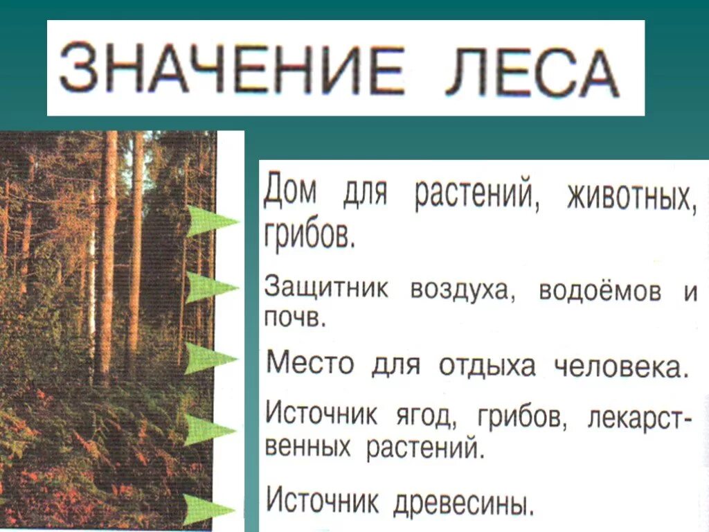 Естественные сообщества окружающий мир 3 класс. Название природного сообщества. Природное сообщество лес. Природные сообщества лес и его обитатели. Презентация на темупродные сообщества.