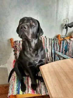Real dog