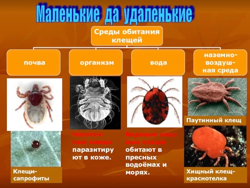 Клещ какая среда. Клещи среда обитания. Организменная среда обитания клещ. Клещ приспособление к среде обитания. Клещи место обитания.