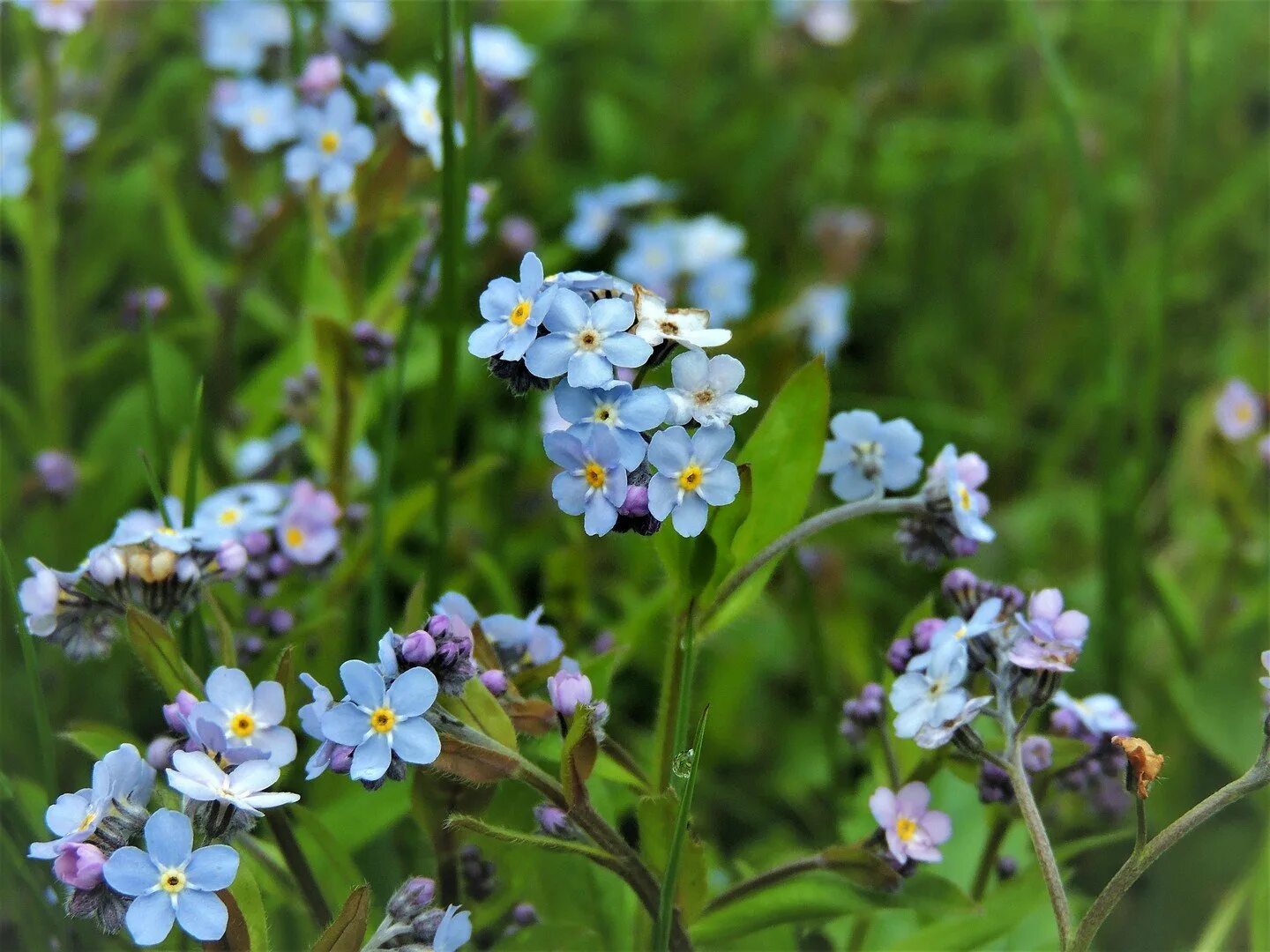 Незабудка Полевая (Myosotis arvensis). Незабудка Полевая (Myosotis arvensis (l.) Hill). Незабудка мелкоцветная. Незабудки Лесные цветы. Незабудка отдых