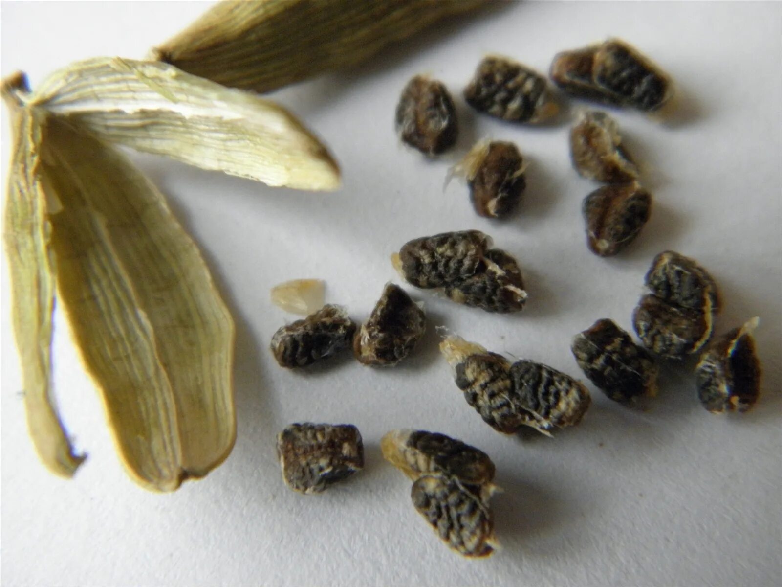 Кардамон коробочки. Плодов кардамон (elettaria cardamomum). Elettaria cardamomum. Кардамон коробочки. Кардамон коробочки.