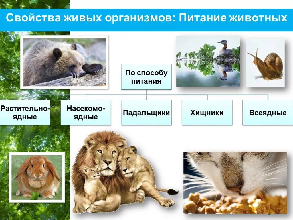 Способы питания животных организмов. Питание животных биология. Питание животных 5 класс биология. Питание животных презентация.
