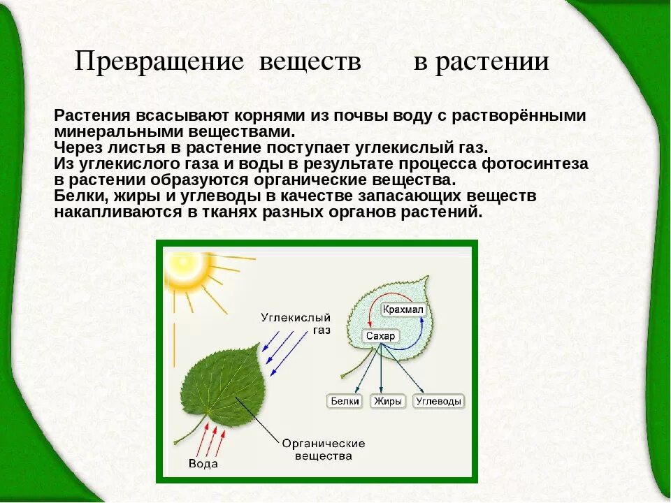 Питание растворенными минеральными веществами. Что поглощают растения в процессе фотосинтеза?. Обмен веществ у растений. Процесс питания растений. Растение всасывает воду.