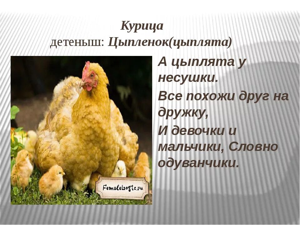 Описание курицы. Доклад про курицу. Описание домашней курицы. Курица для презентации.