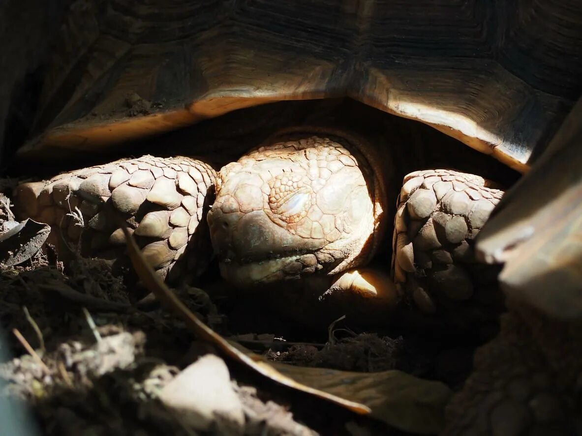 Болотная черепаха спячка. Черепахи впадают в спячку. Спячка сухопутной черепахи