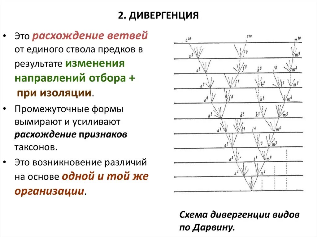 Дивергенция. Дивергенция и конвергенция схема. Тип эволюции дивергенция. Дивергентная форма эволюции.