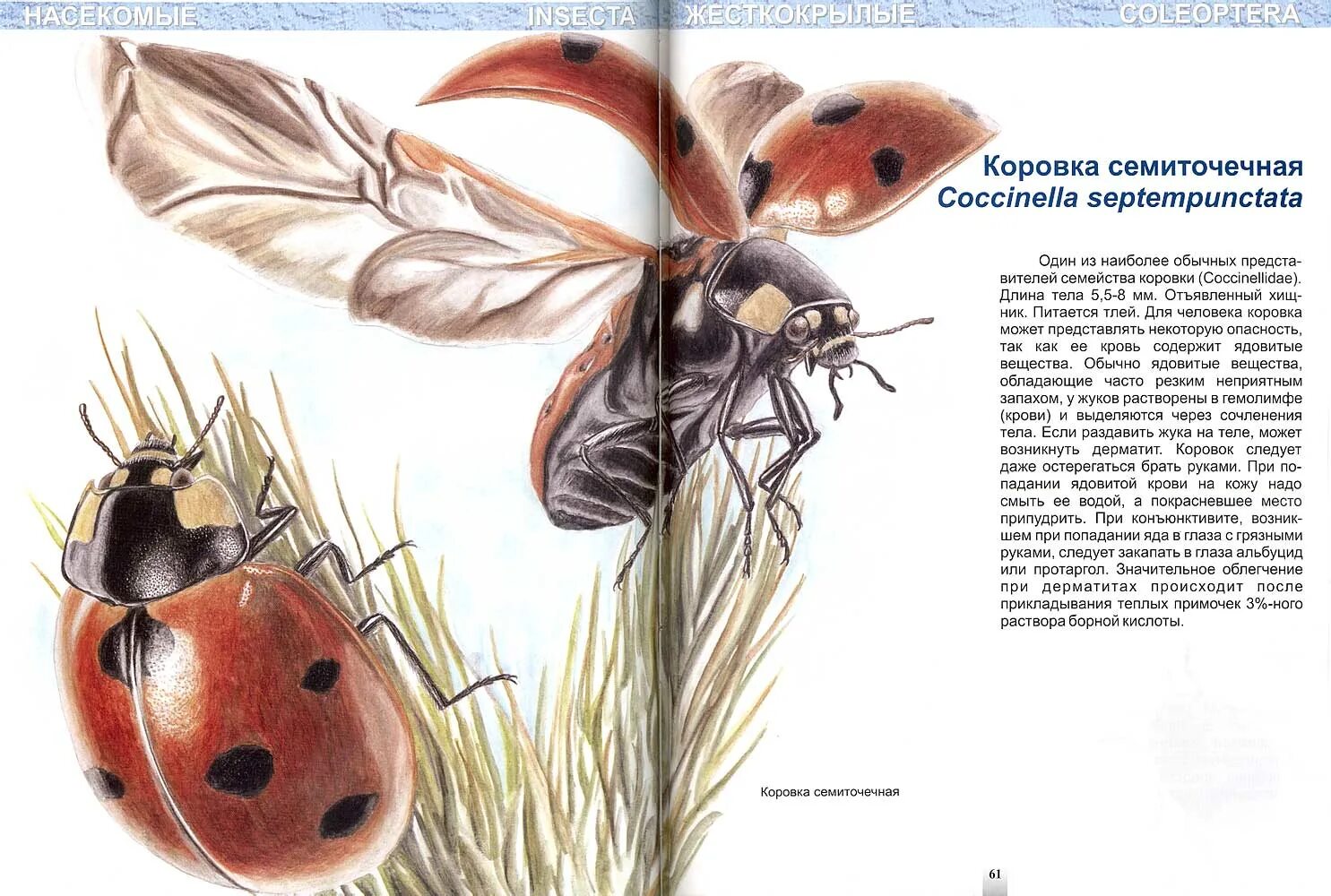 Казахстан Членистоногие ядовитые. Пауки и насекомые вокруг нас Казенас в.л.. Муравей рыжий Семиточечная атлас определитель.