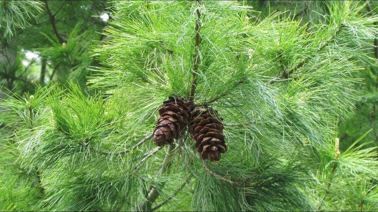 Хвойная видео. Pinus armandii. Сосна Кедровая арманда. Сосна китайская кедр. Сосна белая (арманда).