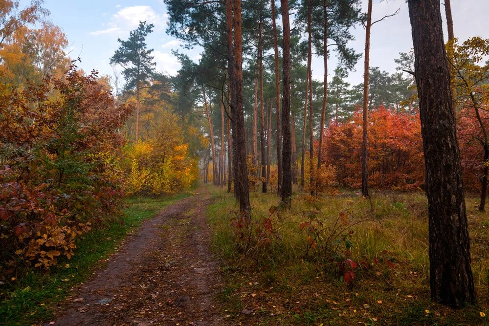 Октябрьские картинки. Октябрьский лес. Осенний Октябрьский лес. Октябрьский пейзаж. Лес Великий Новгород.