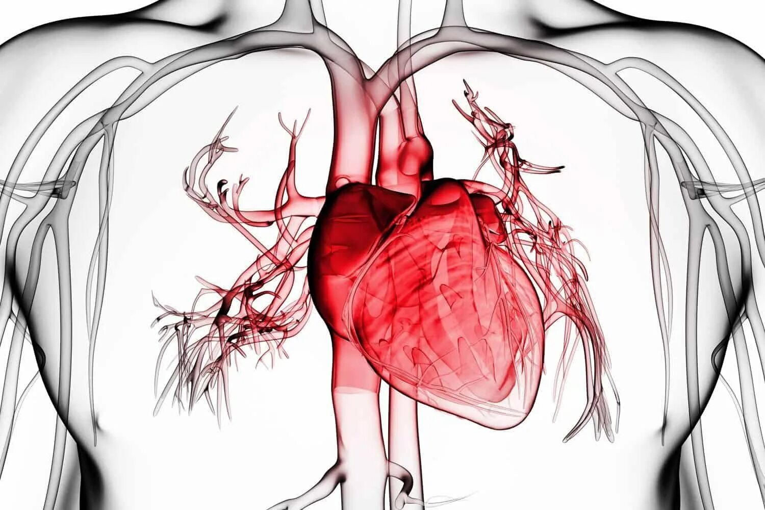 Щемящая сердце. Сердце анатомия. Сосуды сердца.