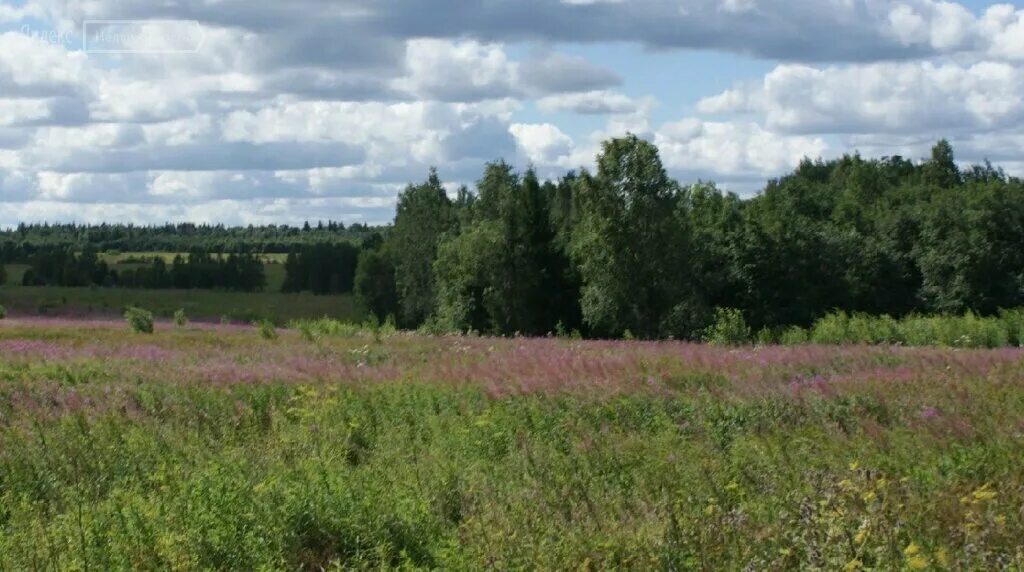 Ломоносовский район п. Лесная Долина Ломоносовский район. Михайловка Ленинградская область. Ломоносовский район фото. Деревня Волковицы Ломоносовский район.