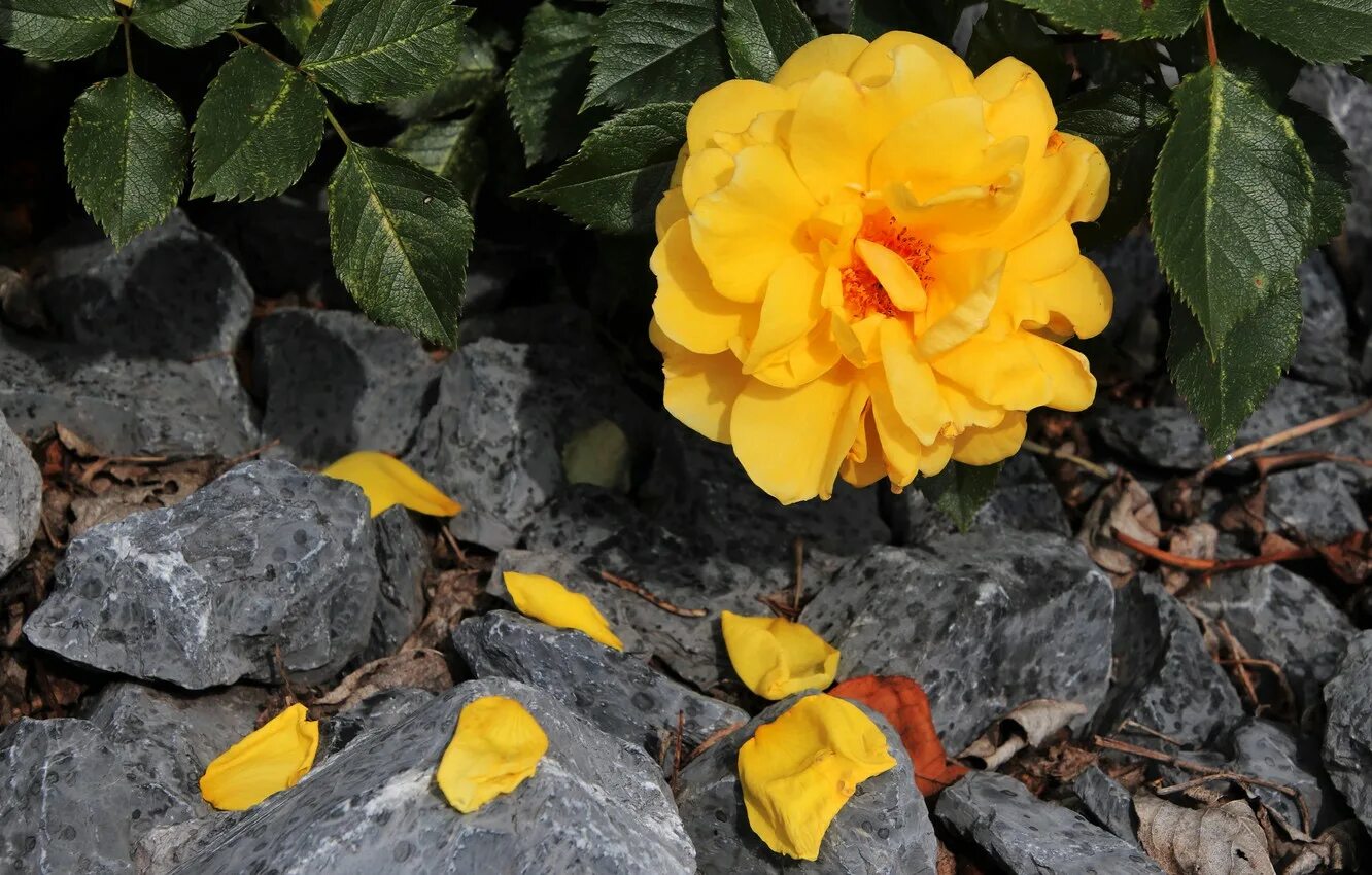 Желтоватые или розовые лепестки. Пион Opal. Желтые розы. Лепестки роз жёлтые.