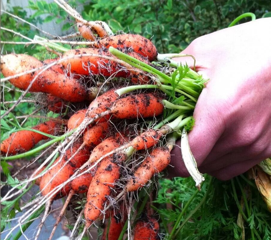 Морковь в черноземье. Морковь Бирючекутская 415. Морковь на грядке. Проредить морковь. Морковь на грядке прореживание.