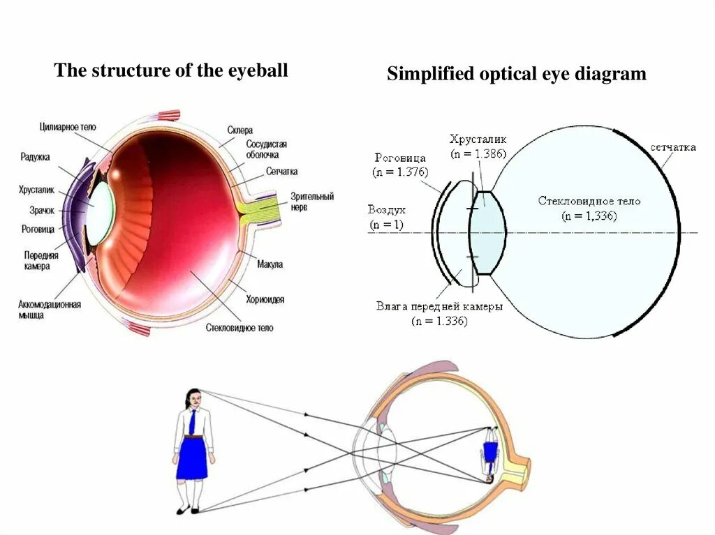 Eyeball structure. Types of Lenses. Diagram of the Eyeball. Lens structure. Main characteristics