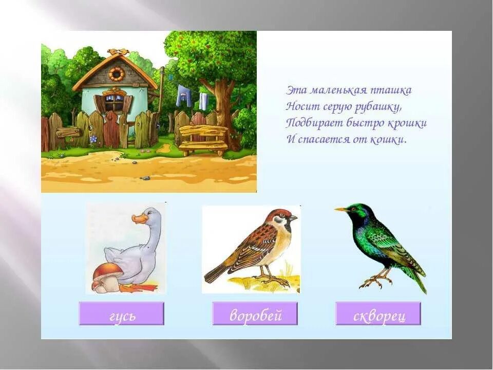 Загадки про птиц 4 лет. Загадки про птиц. Загадки про птиц для детей. Загадки про птиц для дошкольников. Загадка про птичку.