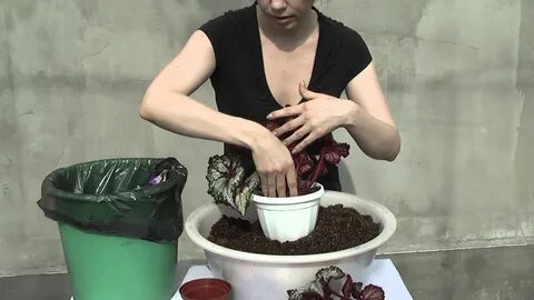 Бегония пересадка после покупки