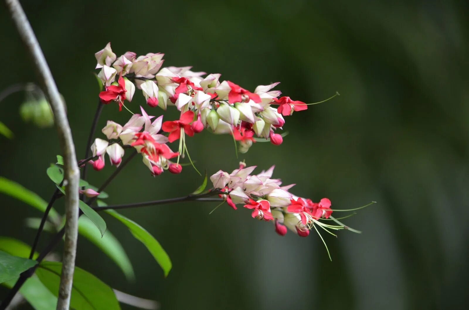 Клеродендрум цветение. Клеродендрум специозум. клеродендрум специозум (speciosum). клеродендрум в дикой природе. клеродендрум гибрид (speciosum variegated splendens x thomsoniae).